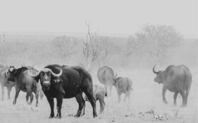 The Importance of Game Reserves