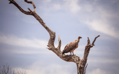 Birding Safari in the Waterberg