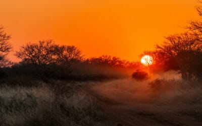 A True Family Safari Near Johannesburg
