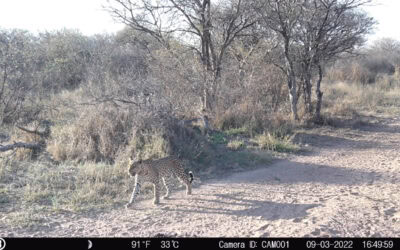 Tumbeta Private Game Reserve Mission – Saving Predators