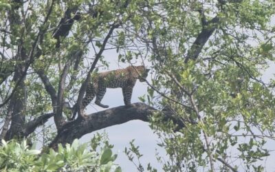 Getting to Know Leopards