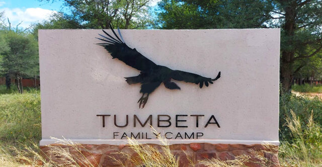 Lappet-Faced Vulture perched on a branch at Tumbeta in the Waterberg - birding safari