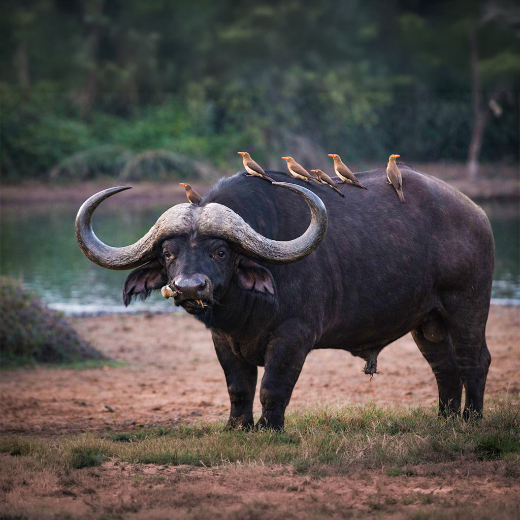 birding safaris at tumbeta